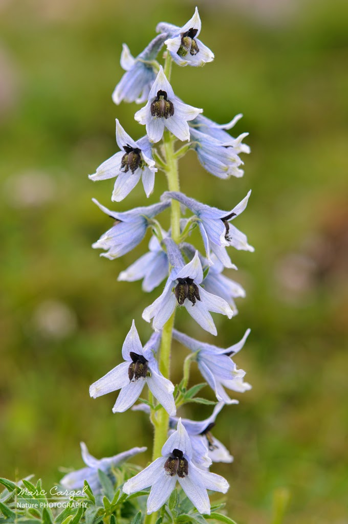 El espolón montañoso (delphinium montanum)