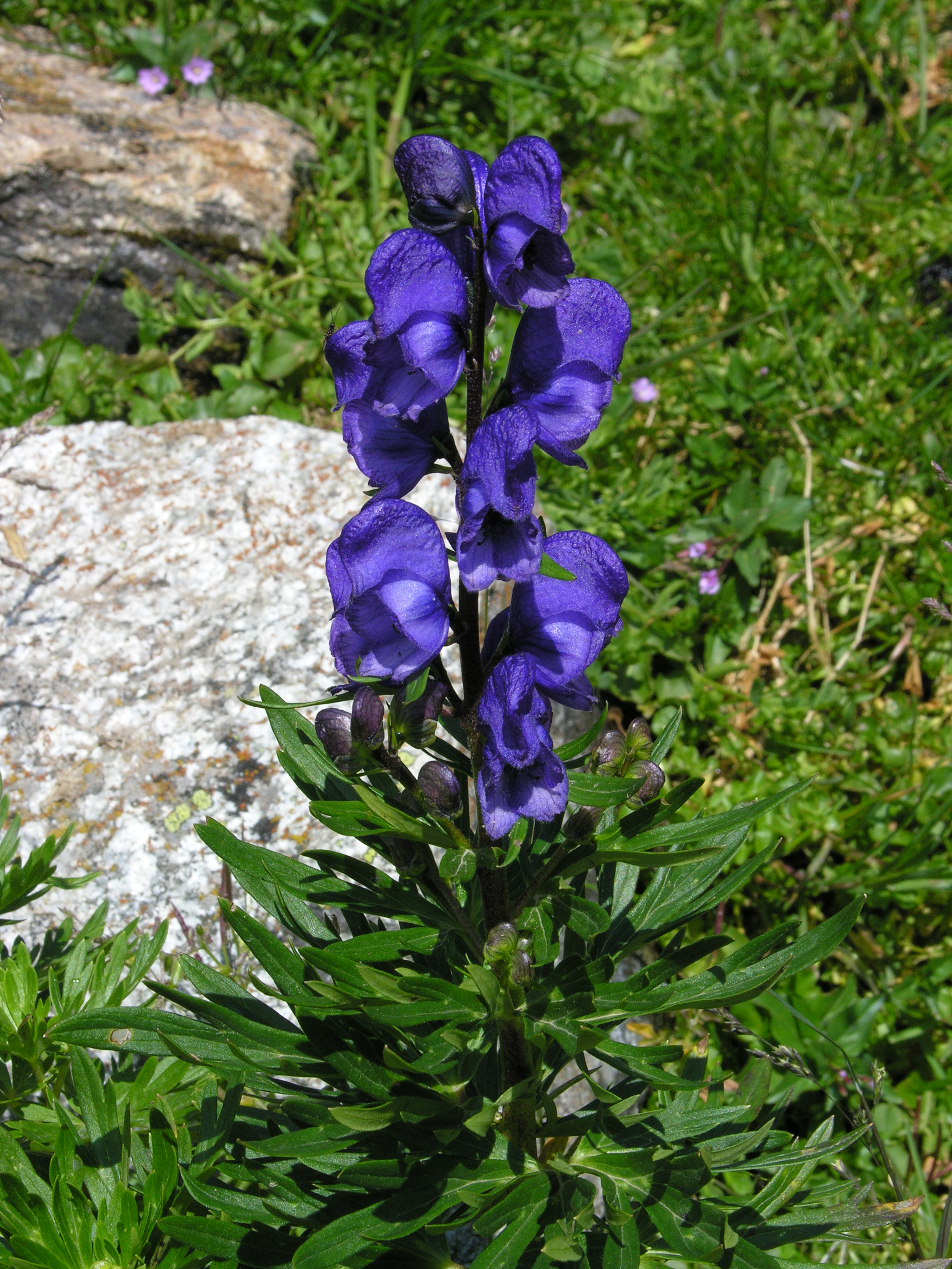 Tora blava  (Aconitum napellus)